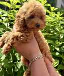 Pudel toy sunia
