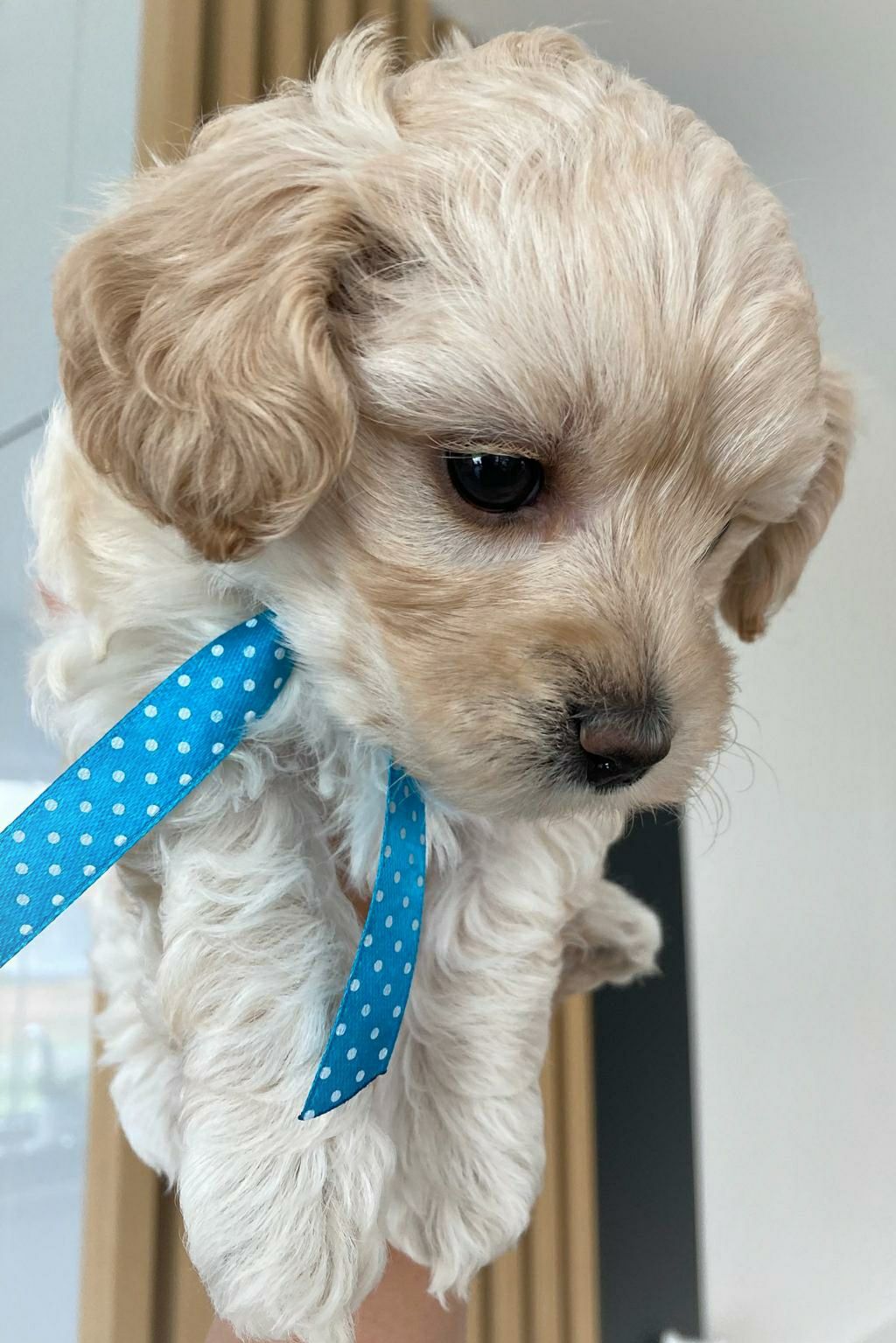 Suczka Maltipoo F1b - zarezerwowana