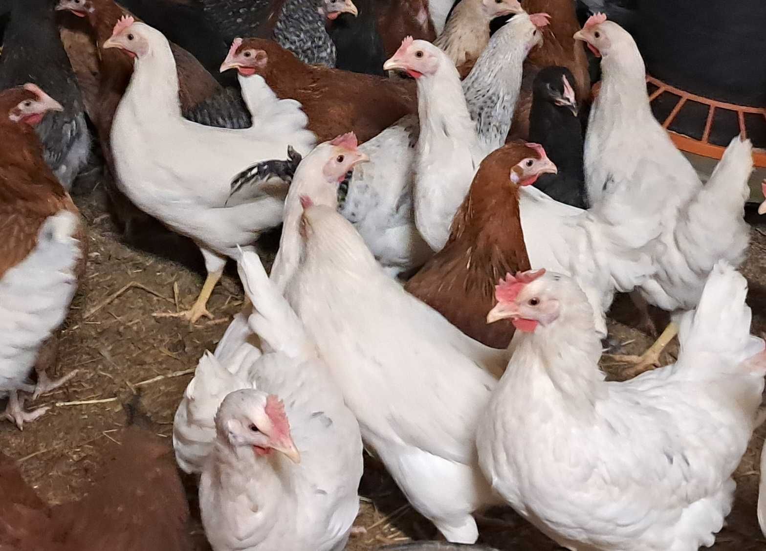 KURY kurki nioski ROSA DOMINANT LEGHORN młode zdrowe Transport