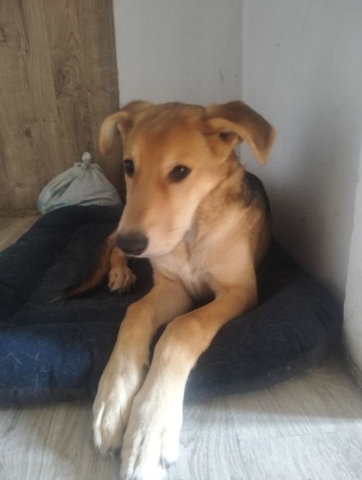 Oddam labradora z hasky