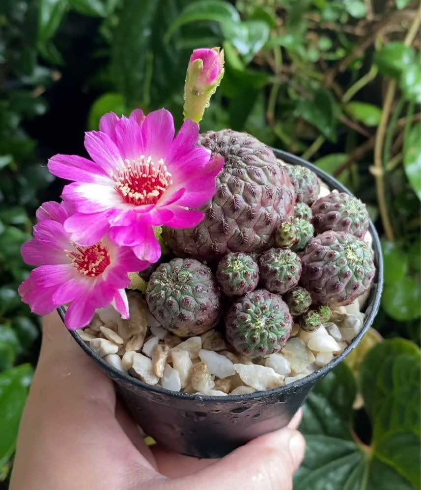 Кактус Sulcorebutia rauschii violacidermis