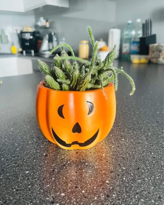 Roslina doniczkowa kwiat rhipsalis