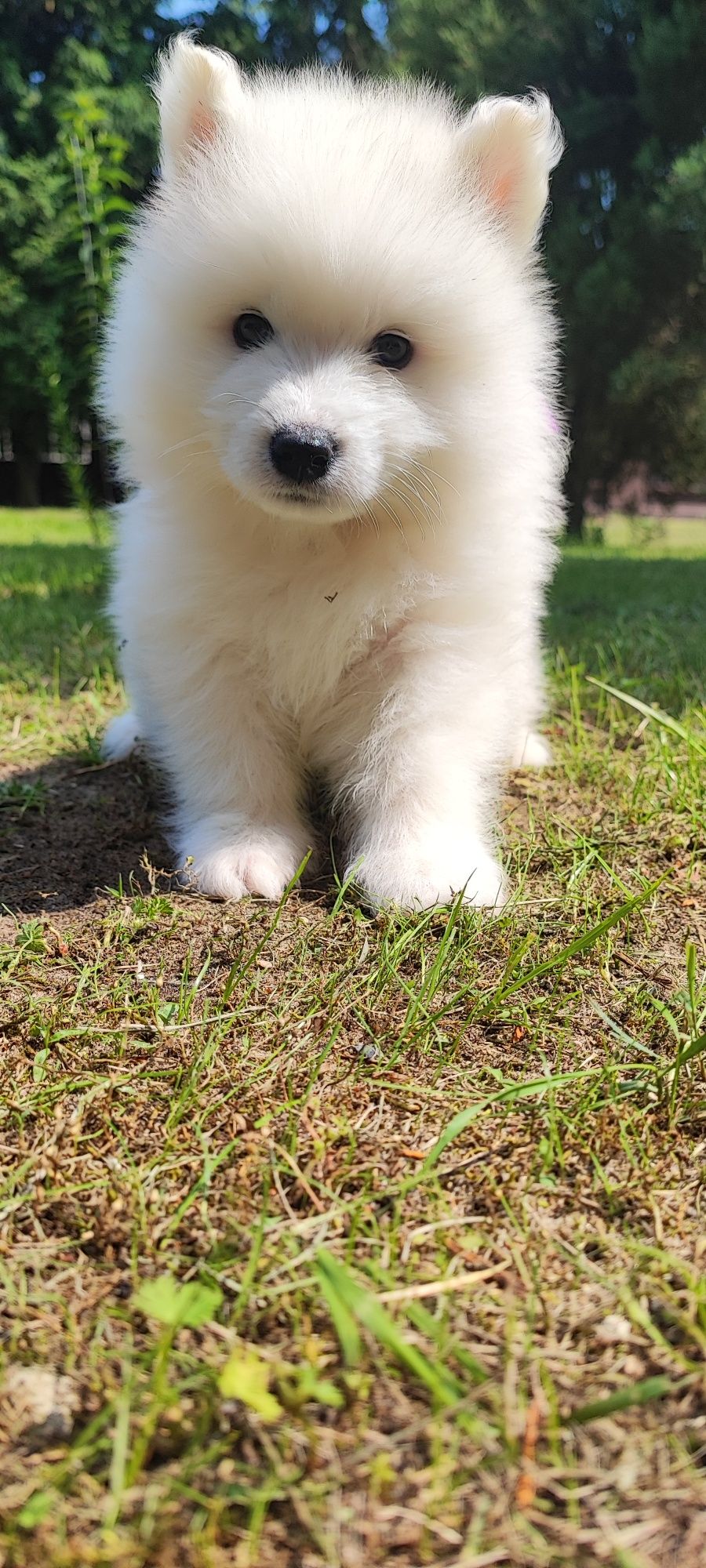 * * * Samoyed * * *