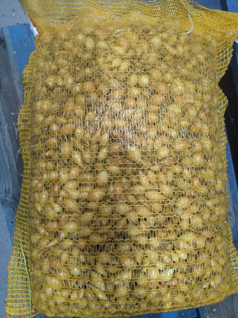 Cebula dymka zimowa Senshyu yellow drobna 8-21 mm