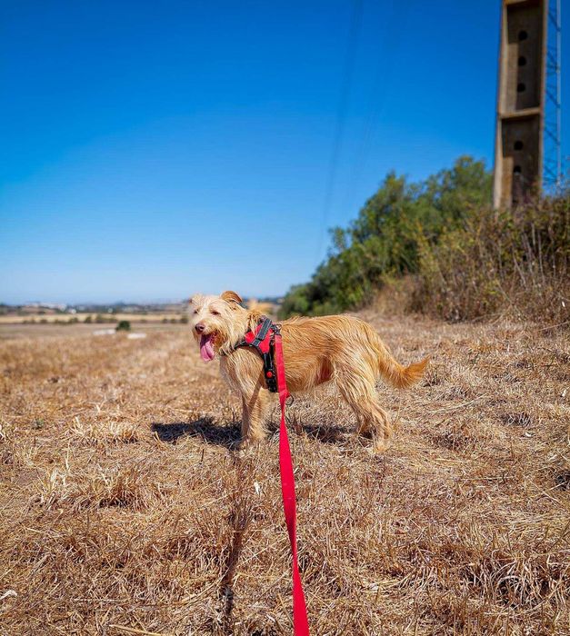 Mel - Cadela média-pequeno para adoção