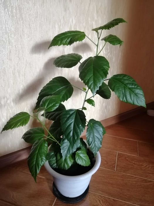 Кімнатна рослина гібіскус