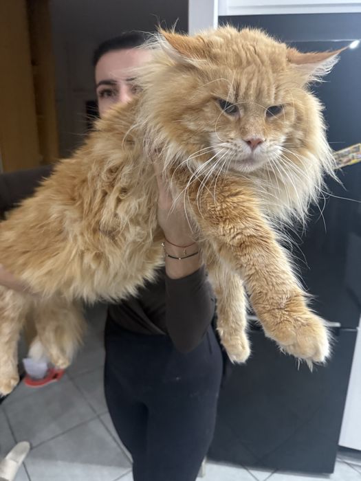 Manie Coon Polodacyl wolne