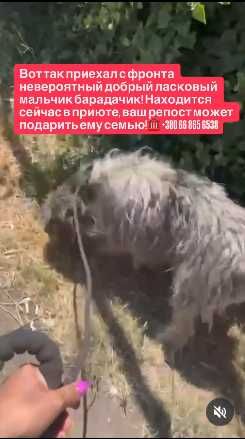 Вот так приехал с фронта невероятный добрый ласковый мальчик
