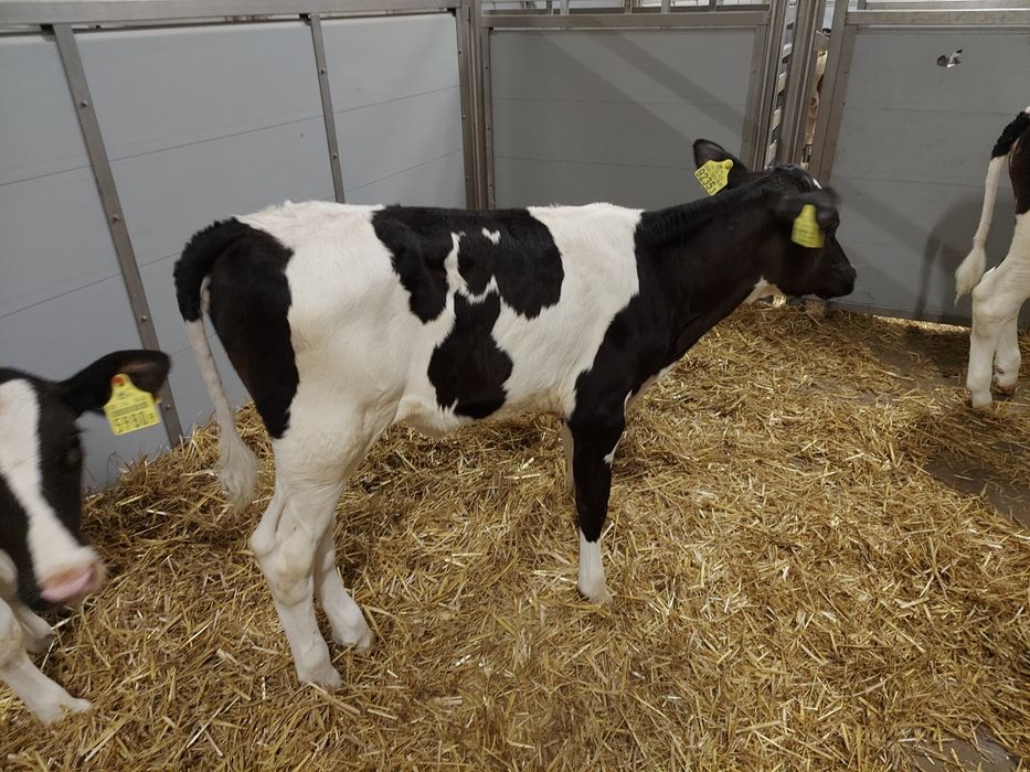 Jalowki hf odchowane Polskie