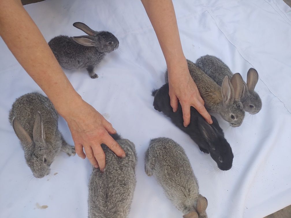 Продам кроликів .