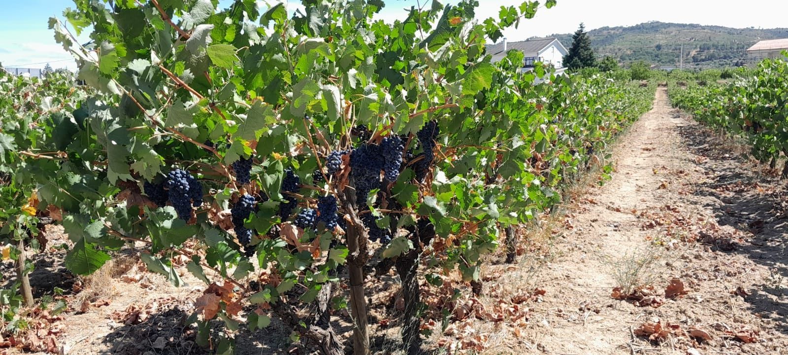 Vende-se uvas colheita própria