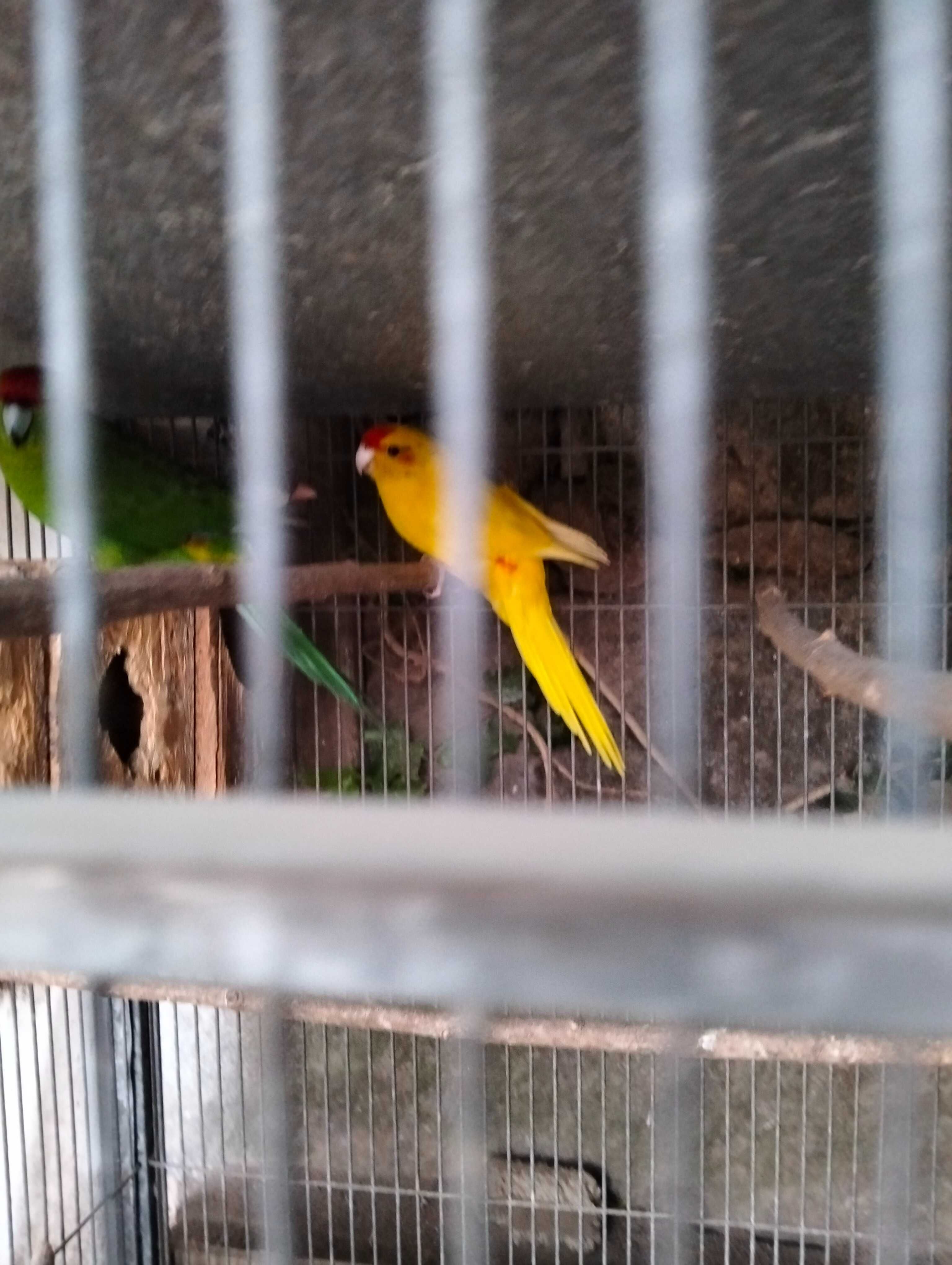 Ring necks, kakarikis e pardal de java