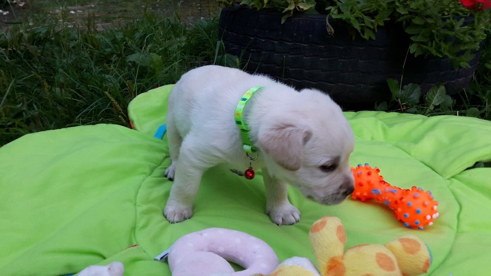 Неповторнi цуценята лабрадора