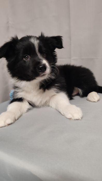 Szczeniak Border Collie