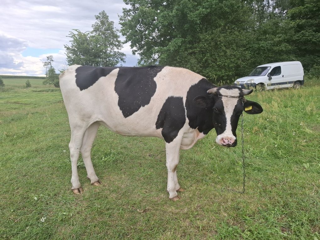 Jałówka do zacielenia