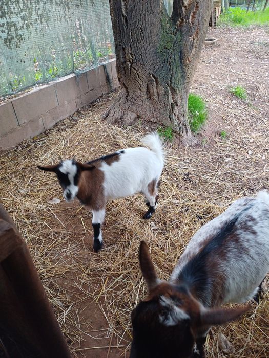 Cabrita anã 5 meses