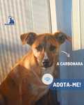 Carbonara cadela jovem porte medio para adocao