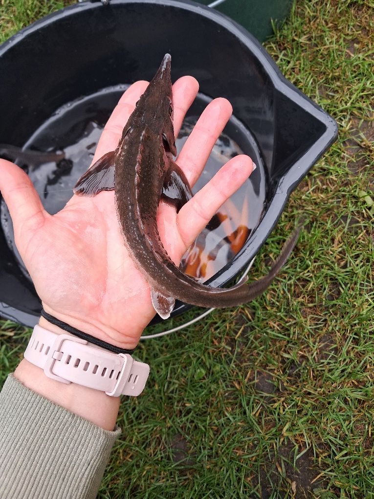 Lin narybek 14-18cm. Karp, amur, Jesiotr