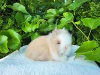 Króliczki Karzełki Teddy i Mini Lop
