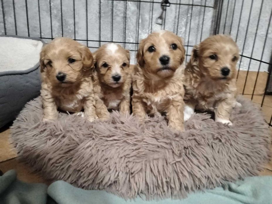 Szczeniaczek Maltipoo
