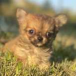 Chihuahua cudna suczka FCI