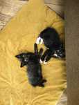 Dwa Klopsiki, bracia, 2 mce, do wspólnej adopcji