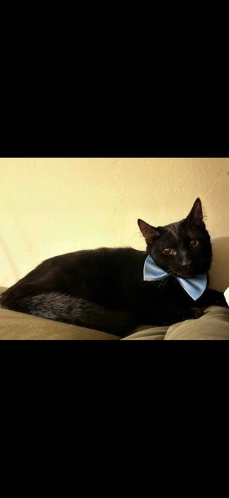 Cudowne 7 msc kocurki szukaja domków