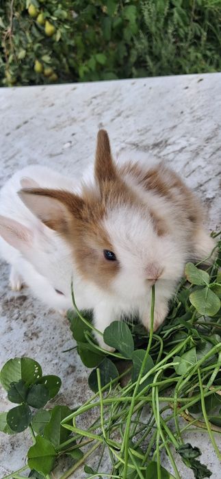 Sprzedam kruliki miniaturki