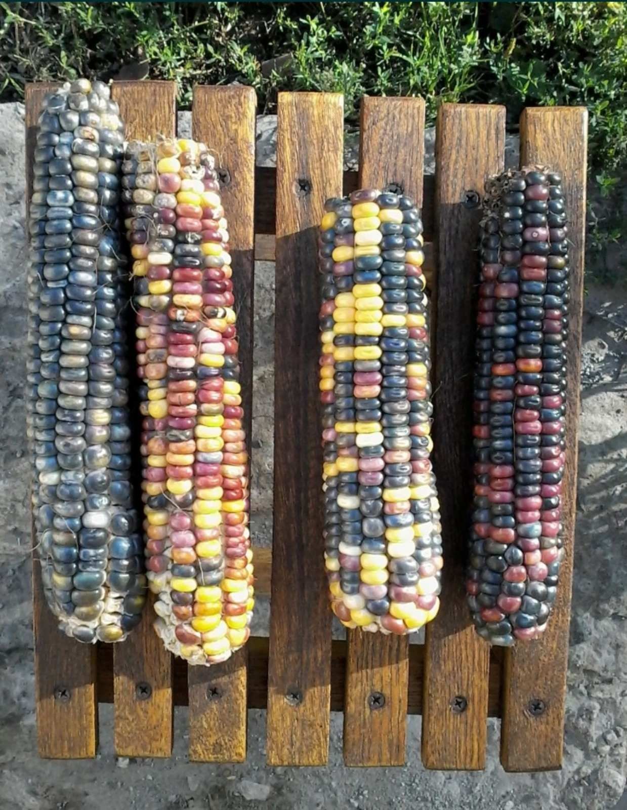 Радужная кукуруза