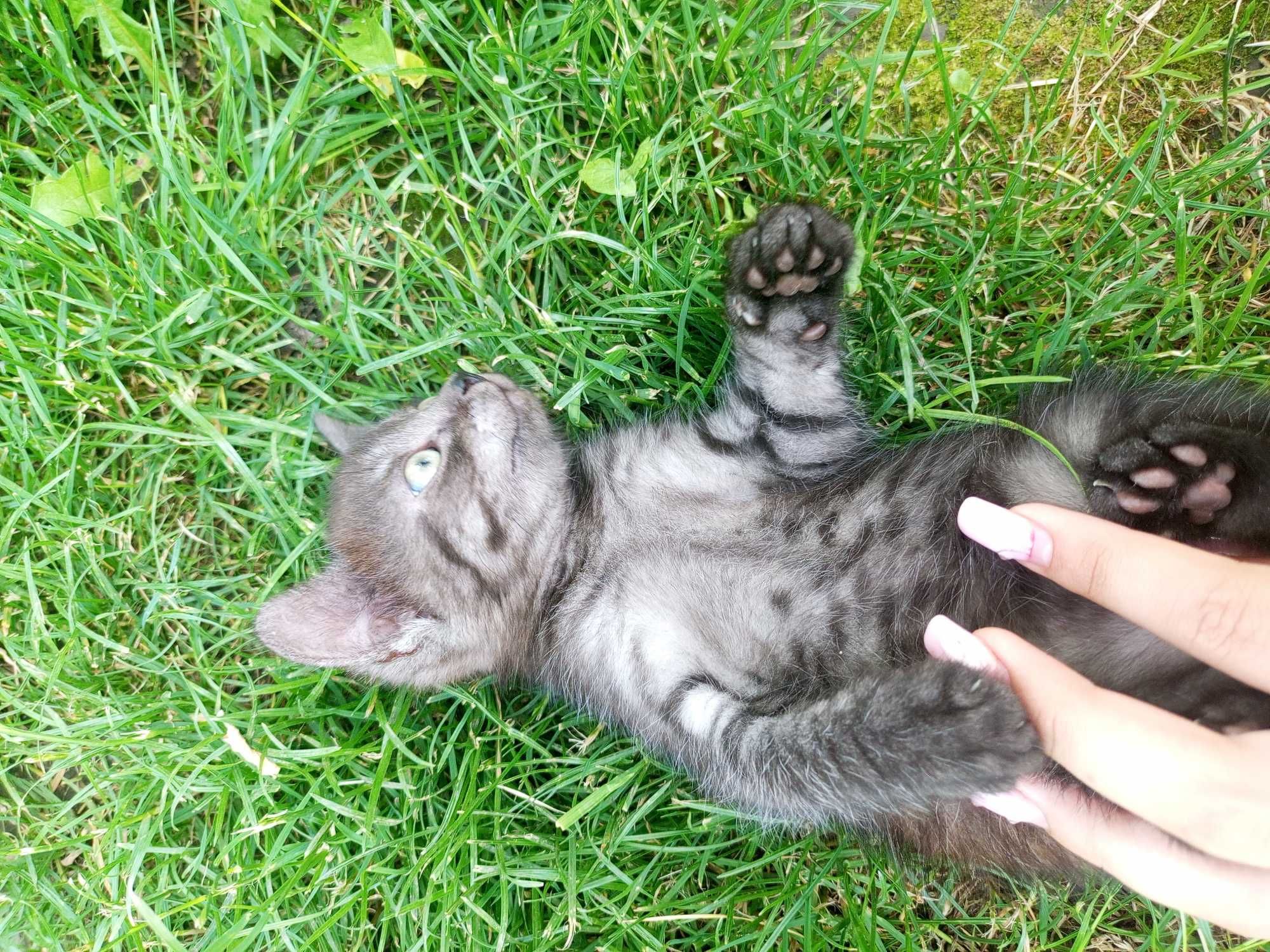 3 кошенят які чекають на своїх господарів