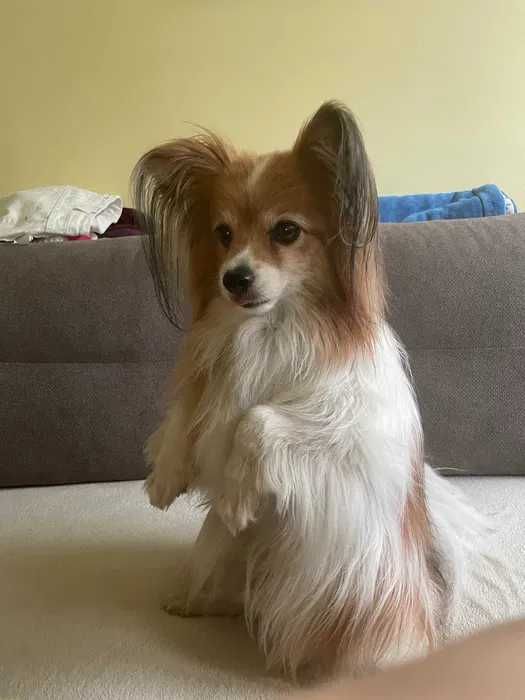 Szkolenie psów / behawiorysta / petsitter / Trener psów / Śląsk
