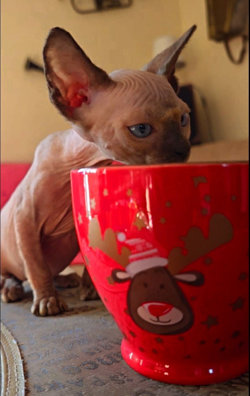 Przepiękny sfinks ,przytulak.,niebieskie śliczne oczka,kot sphynx