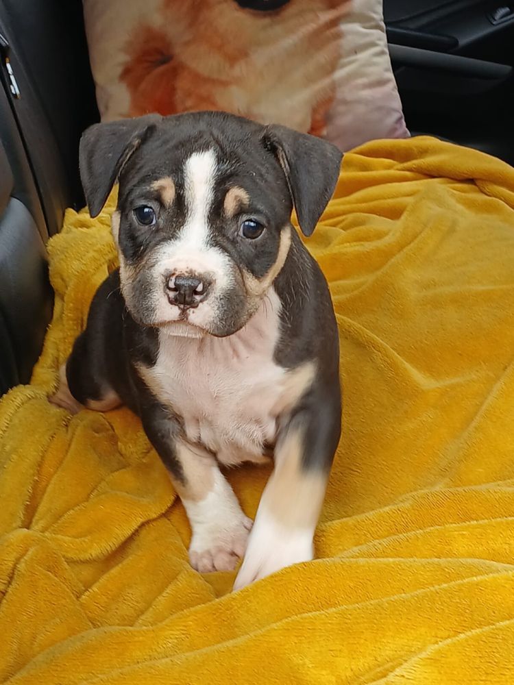 Amstaff śliczny piesek