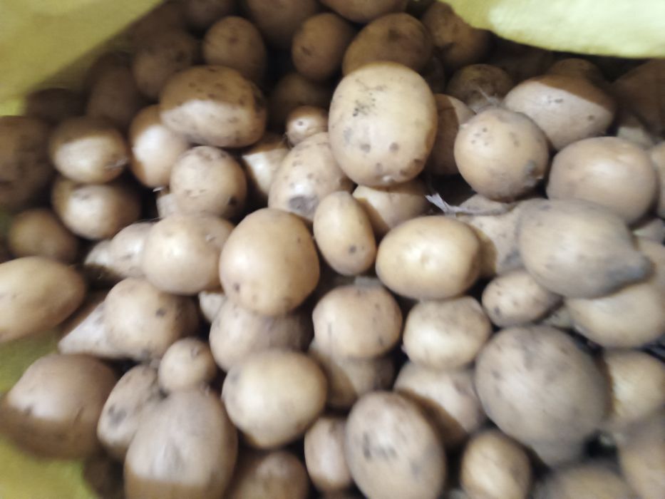 Ziemniaki wielkości sadzeniaka.