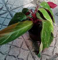 Calathea Triostar (Ctenanthe oppenheimiana)