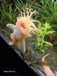 Ancistrus L 144 samce