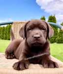 Labrador retriever czekoladowy szczeniak