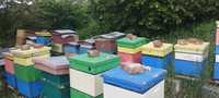 Sprzedam ule z rodzinami drewniane pszczoły pasieka