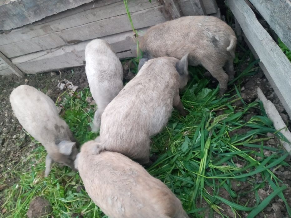 Продаю свині мангали