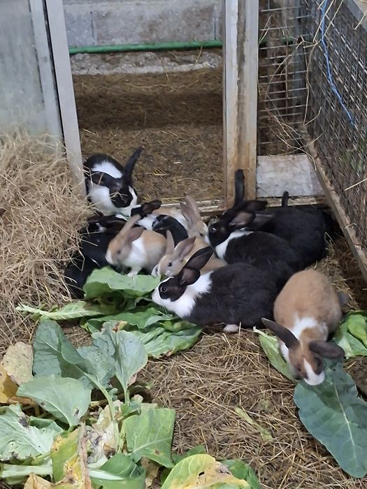 Coelhos  caseiros