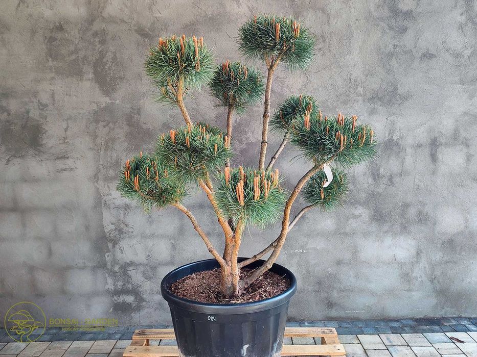 Sosna pospolita formowana 084 NIWAKI, BONSAI OGRODOWE, Topiary