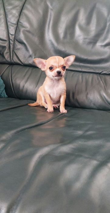 Maleńka suczka chihuahua
