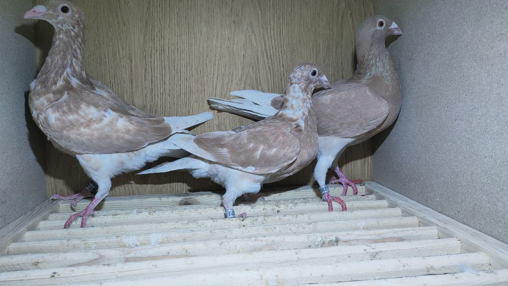 Gołębie pocztowe młode żółte