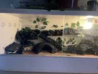 Terrarium+gekon lamparci