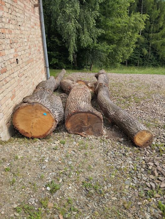 Drzewo dąb   do wyrobu ,na opał.