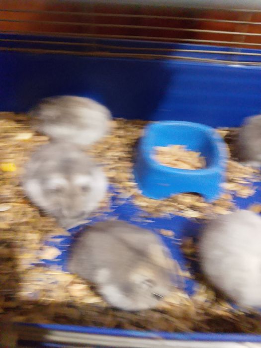 Хомячки Кременчуг