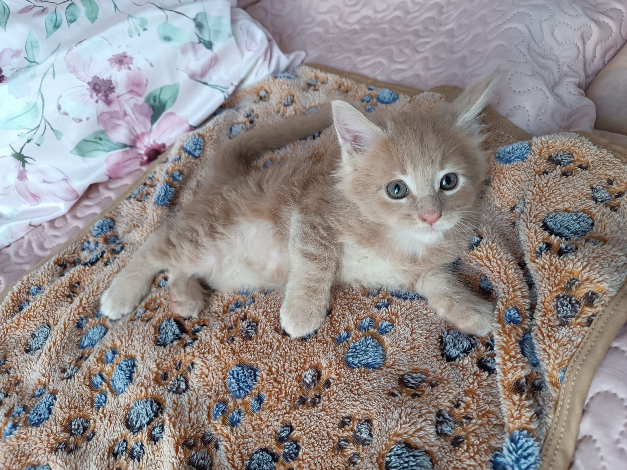 Maine coon FPL.Kotek,,kot rasowy