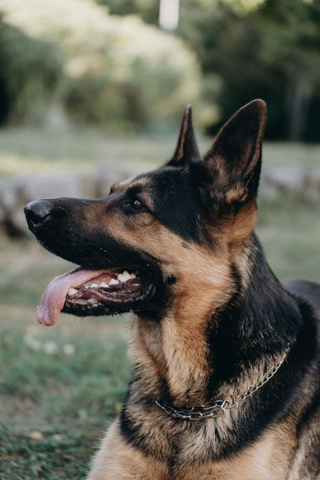 Ищем сучку для вязки (овчарка)