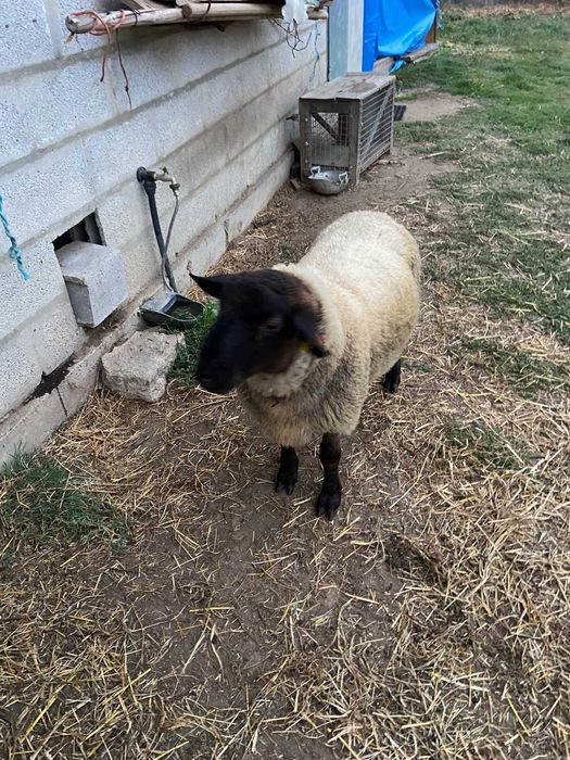 Vendo anho suffolk de 8 meses e um anho charolles de 7 meses(carneiro)