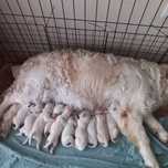 Szczeniak Golden Retriever ZkwP FCI